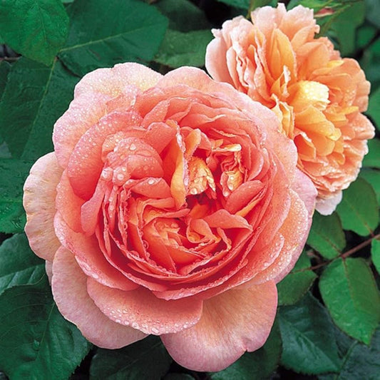 Climbing Abraham Darby Rose - Elegant Apricot-Pink Climbing Rose Bush for Your Garden