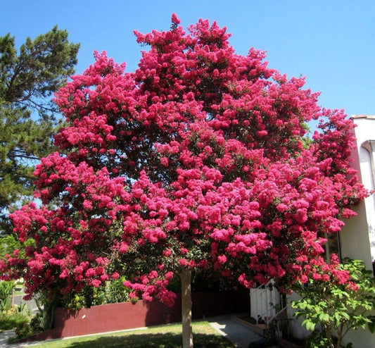Pink Crape Myrtle Flower Seeds