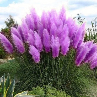 Purple Pampas Grass  Flower Seeds