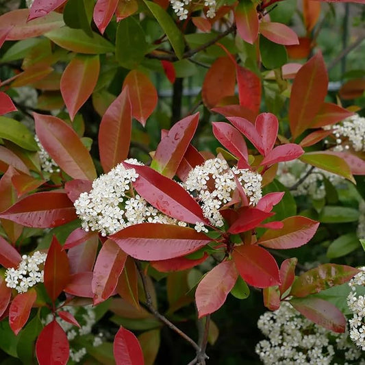 Semillas de arbusto de punta roja Photinia x Fraseri