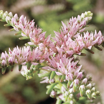 Sedum Pulchellum Flower Seeds