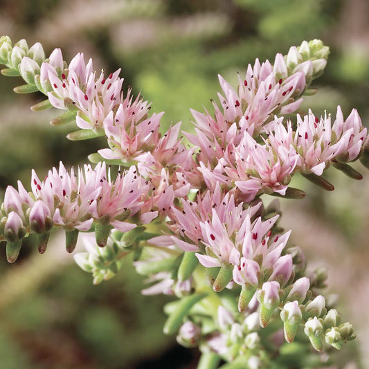 Sedum Pulchellum Flower Seeds