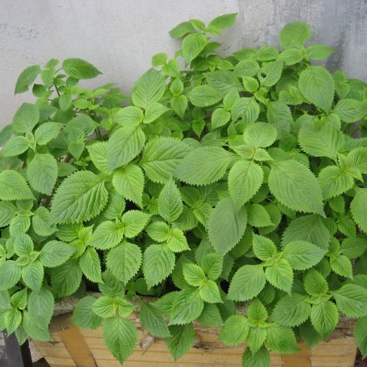 Semi di erbe balsamiche vietnamite