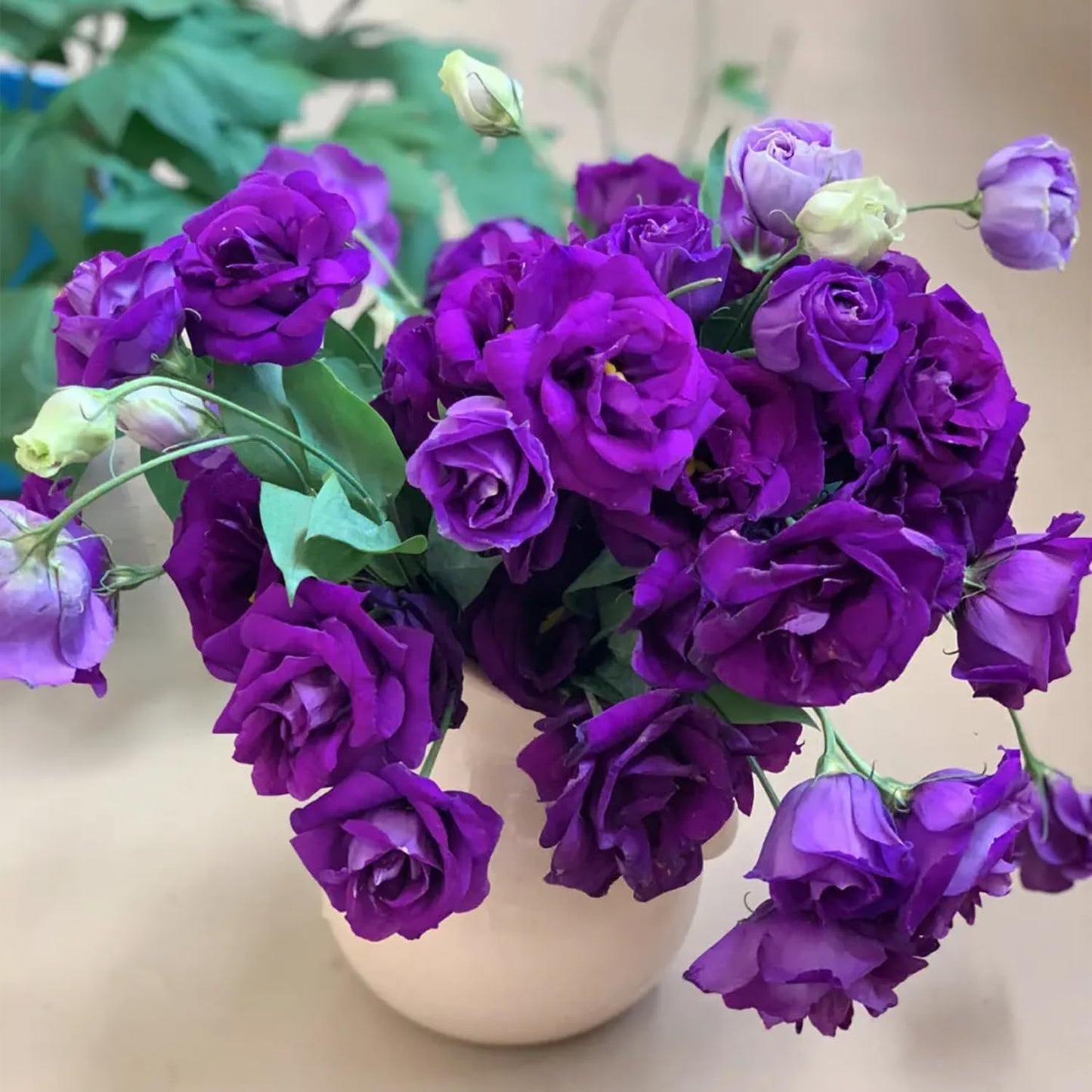 Purple Lisianthus Flower Seeds