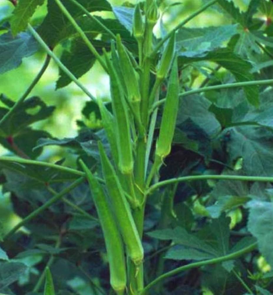 Okra Warm-Season Vegetable Seeds