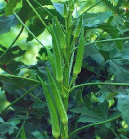 Okra Warm-Season Vegetable Seeds