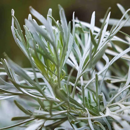 Semi di Erba di Salvia Bianca