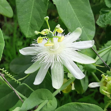 Passiflora Foetida Alba Flower Seeds