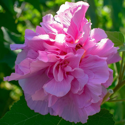 Pink Double Rose of Sharon Flower Seeds
