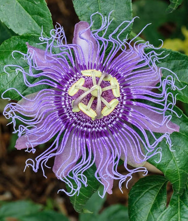Passiflora Incarnata Flower Seeds