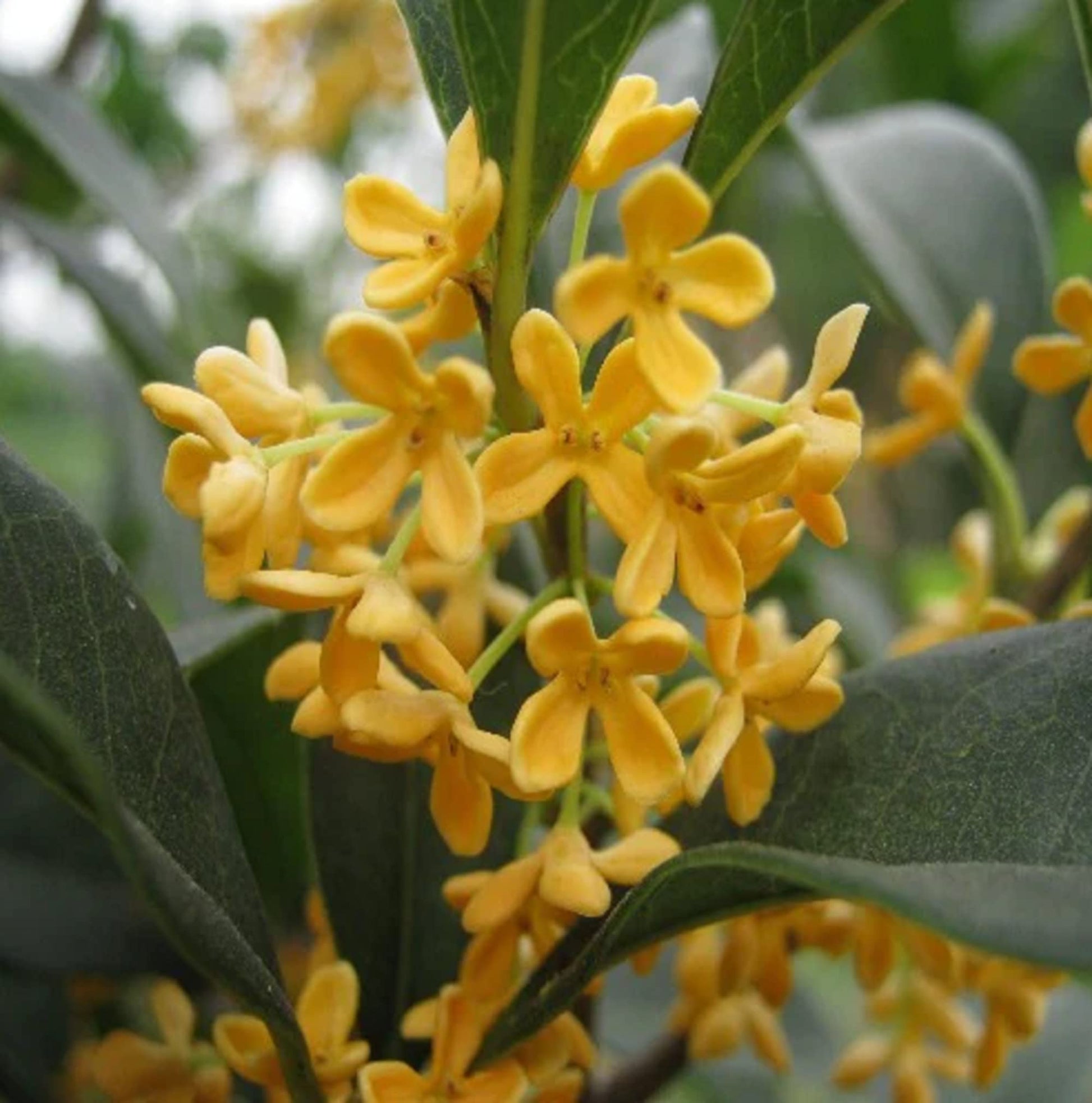 osmanthus fragrans flowering plant seeds Sweet Osmanthus Flower Seeds for Planting – Heirloom, Non-GMO, Fragran – Pure Asia Seeds