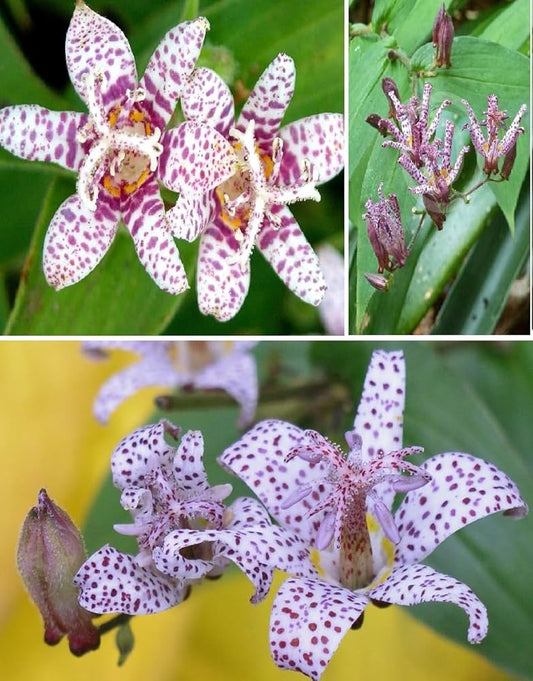 Japanese Toad Lily Flower Seeds