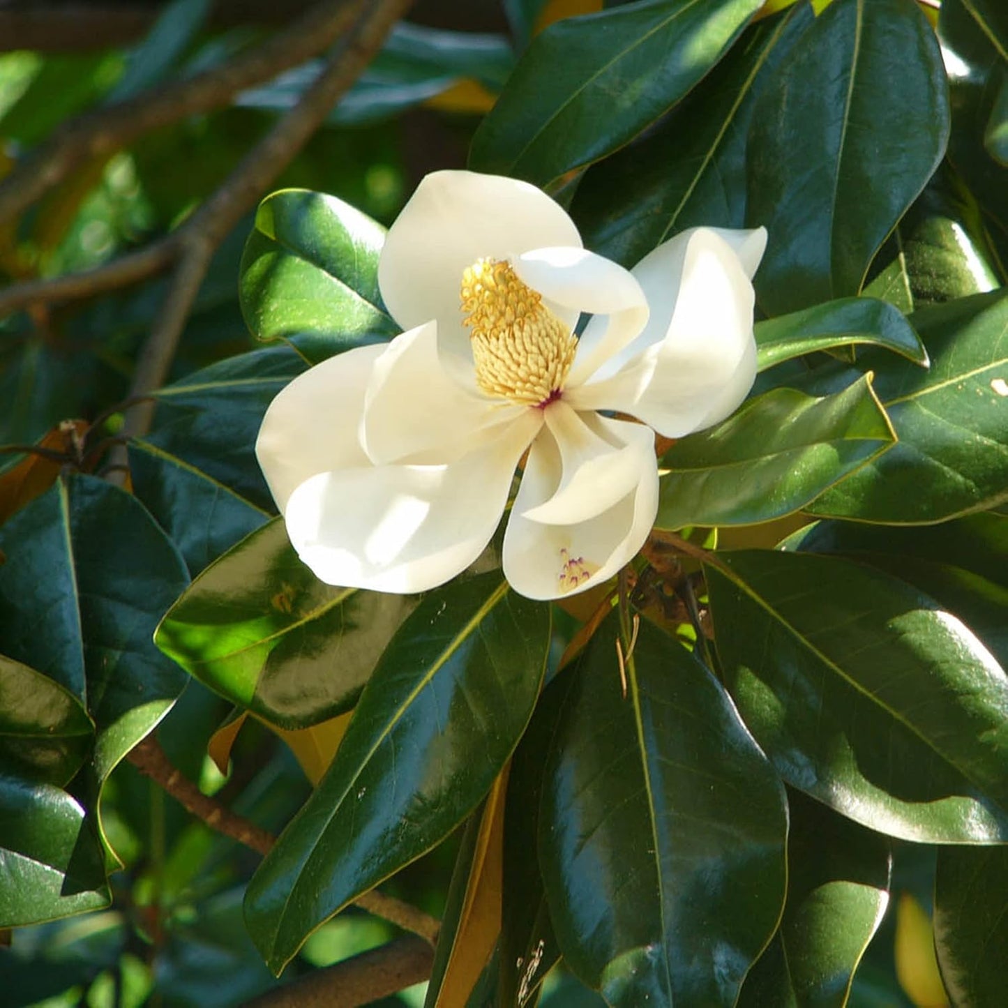 Magnolia Flower Seeds