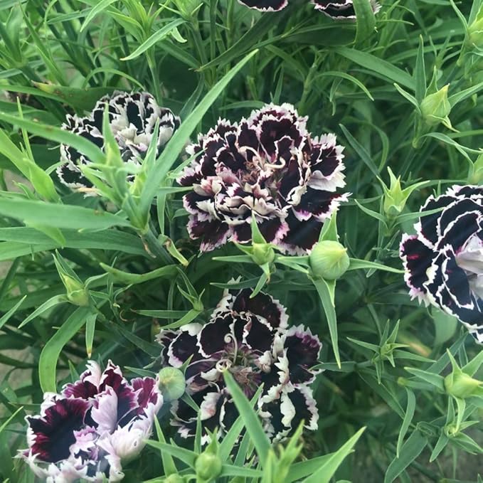 Black White Dianthus Flower seeds for Planting - Fragrant Blossoms, Heirloom & GMO Free Seeds for Home Garden
 
 Sale for planting in home garden