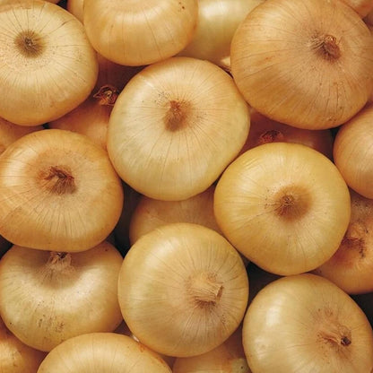 Borettana Cipollini Onion Vegetable Seeds