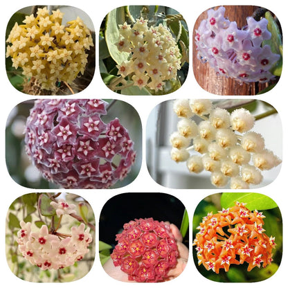 wax flower seeds for sale Hoya Carnosa (Wax Plant) Flower Seeds for Planting – Heirloom, Non-GMO – Pure Asia Seeds