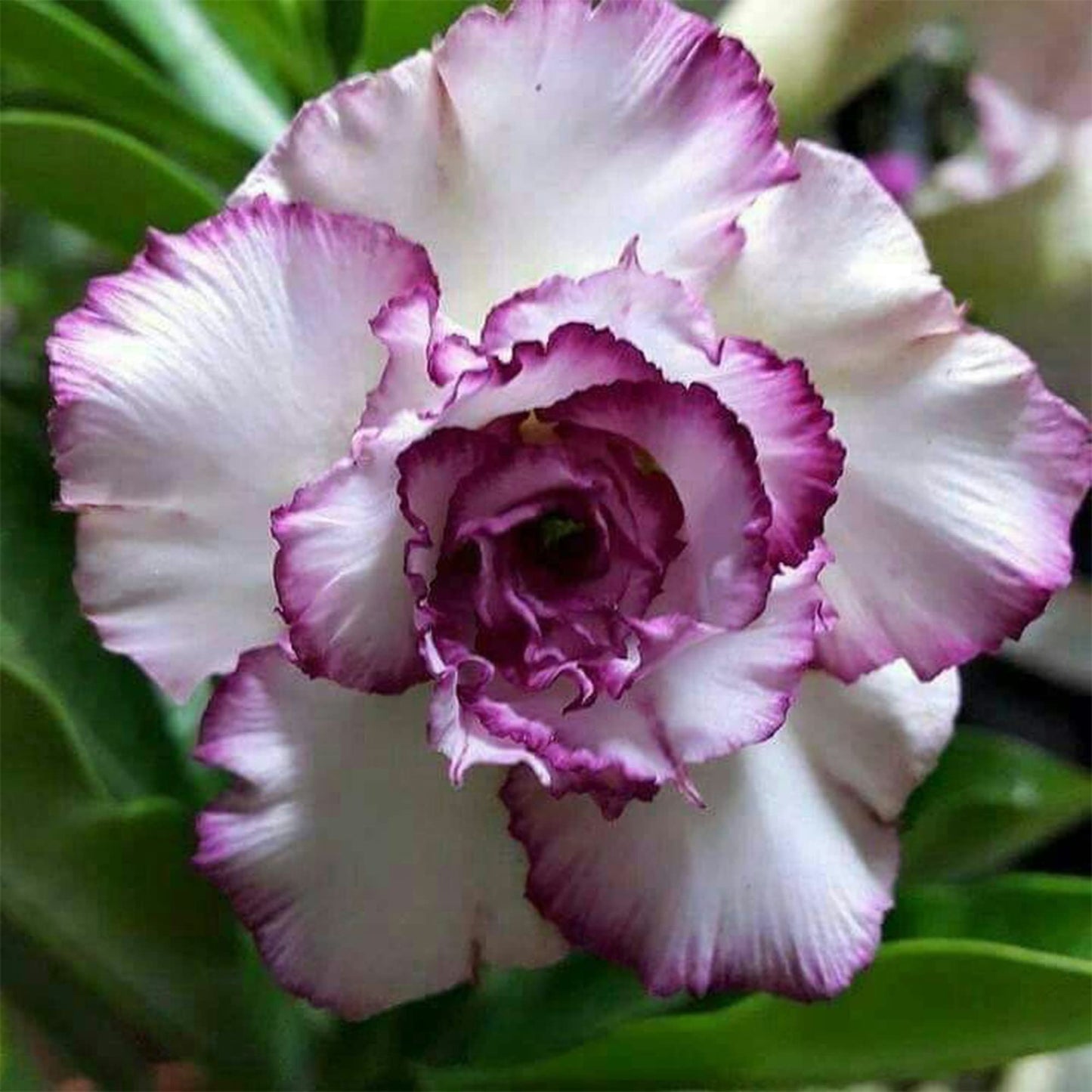 Purple-White Desert Rose Flower Seeds