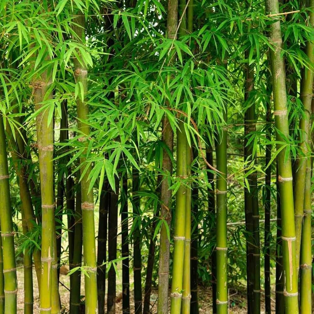 Dendrocalamus Giganteus Tree Seeds for Planting – Heirloom, Non-GMO, Giant Bamboo Variety