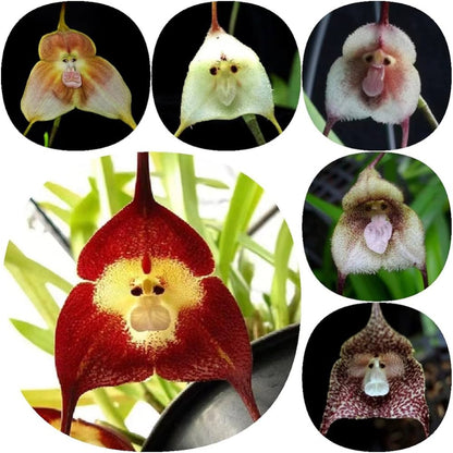 planting monkey face orchid seeds Monkey Face Orchid Flower Seeds for Planting – Heirloom, Non-GMO, Uniq – Pure Asia Seeds