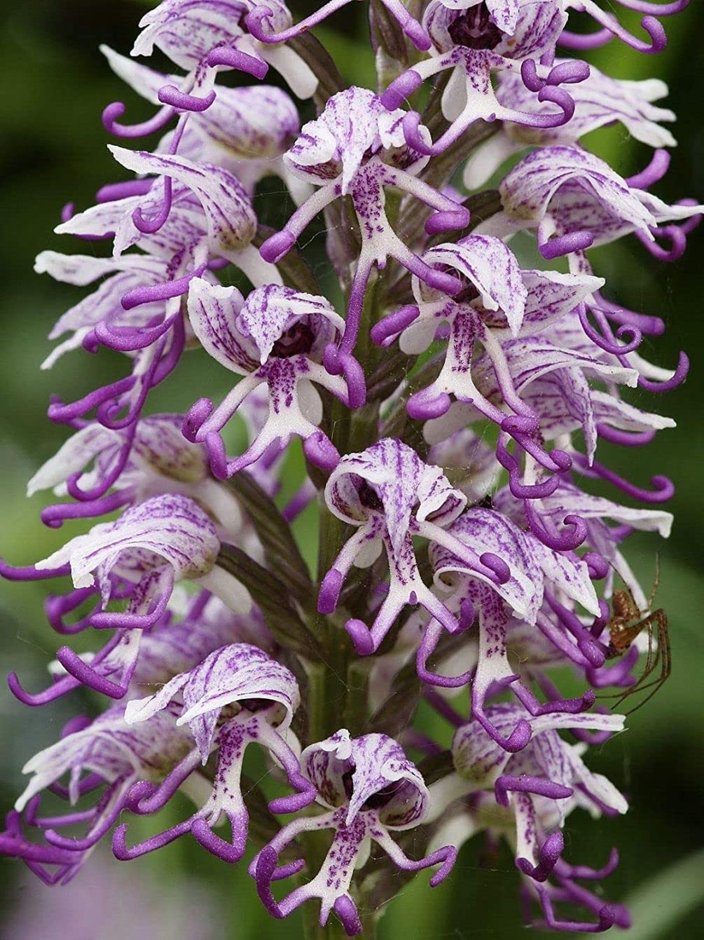 Naked Man Orchid Flower Seeds for Planting – Heirloom, Non-GMO