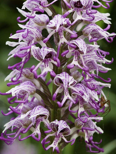 Naked Man Orchid Flower Seeds