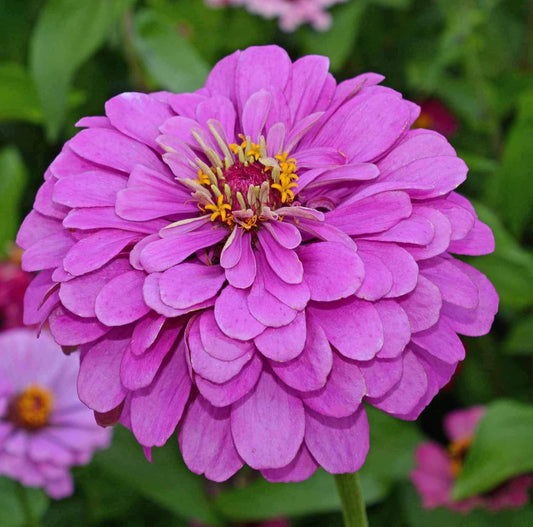 Lavender Zinnia Flower seeds for Planting - Seasonal Bloomer, Heirloom & GMO Free Seeds for Home Garden
 
 Sale for planting in home garden