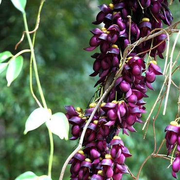 Mucuna Sempervirens Flower Seeds