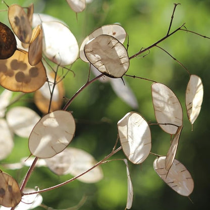 Lunaria Flower Seeds