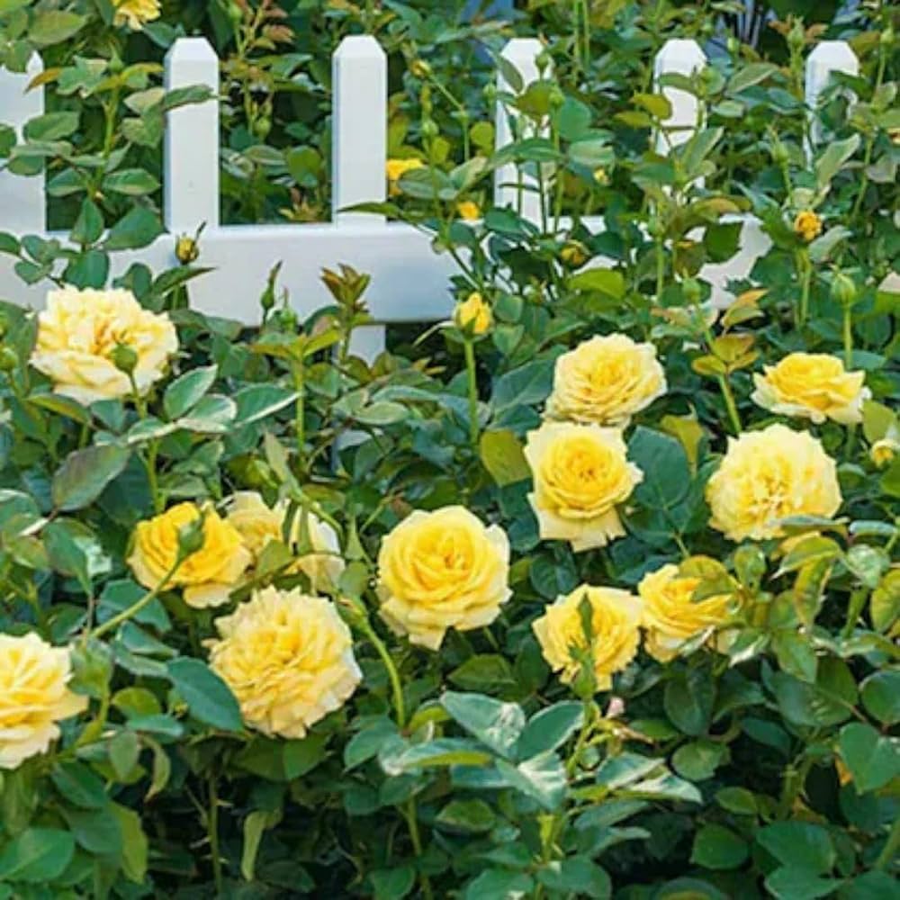 Gelbe Rosenblumensamen zum Pflanzen – Beliebte Schnittblume, Erbstück- und GVO-freie Samen für den Hausgarten