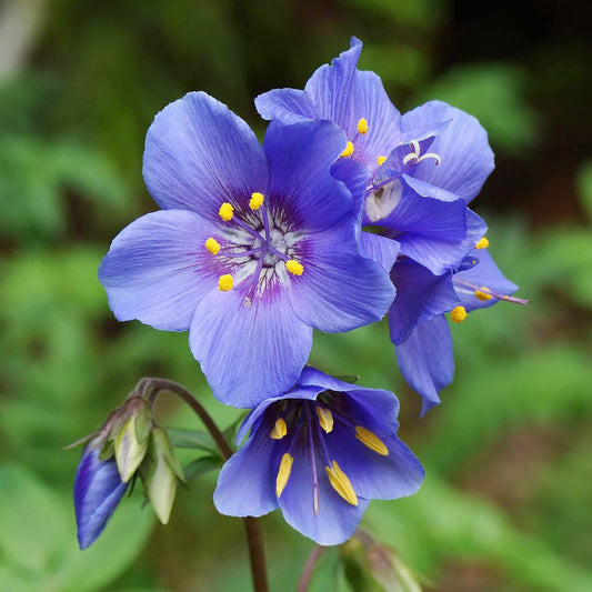 Jacob's Ladder 'Purple Rain' Flower  Seeds