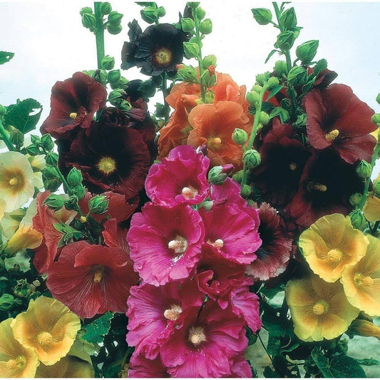 Mixed Color Hollyhock Flower Seeds