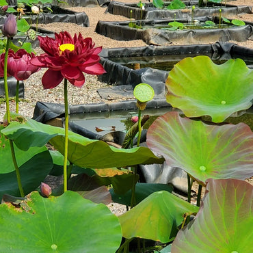 Red Lotus Seeds (Red Sacred Lotus) - Vibrant Aquatic Flower for Garden Ponds