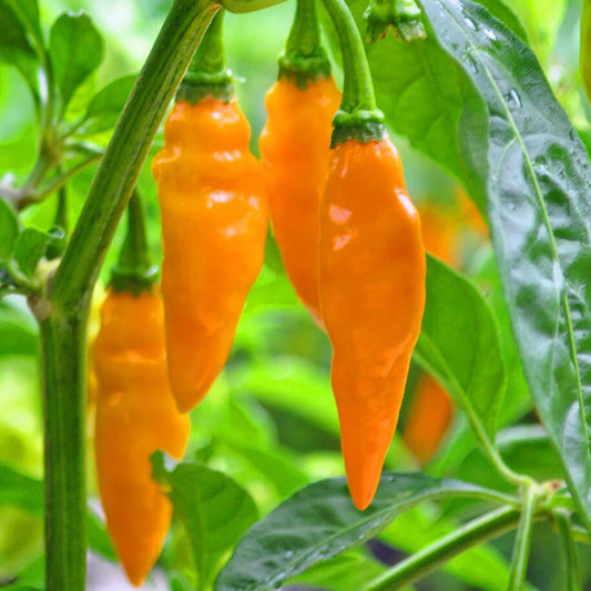 Datil Pepper Vegetable Seeds