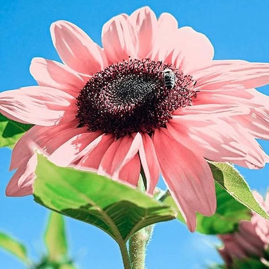 Sunflower Flower seeds for Planting - Seasonal Bloomer, Heirloom & GMO Free Seeds for Home Garden
 
 Sale for planting in home garden