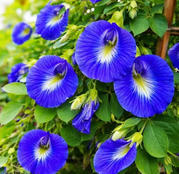 Clitoria Flower seeds for Planting Bright Blooms Heirloom & GMO Free Seeds for Home Garden 
 
 Sale