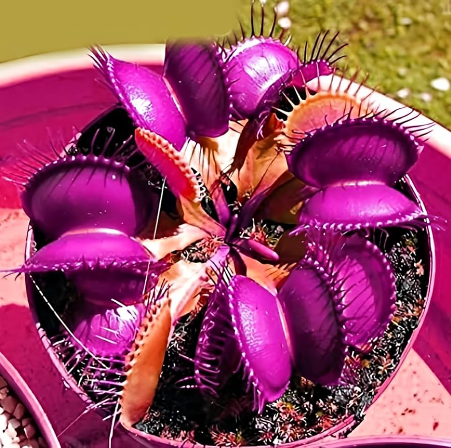 Purple Venus Flytrap Seeds for Planting – Heirloom, Non-GMO, Rare Carnivorous Plant, Live Potted