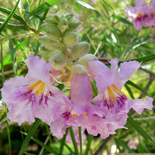 Desert Willow Flower Seeds