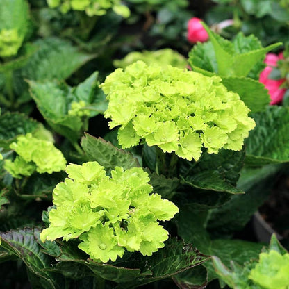 Hydrangea macrophylla Green Cloud Flower seeds for Planting - Seasonal Bloomer, Heirloom & GMO Free Seeds for Home Garden