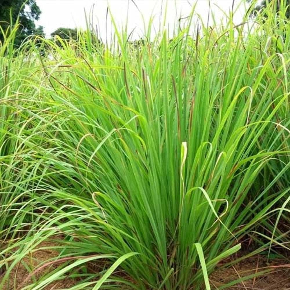 Lemongrass Herb Seeds