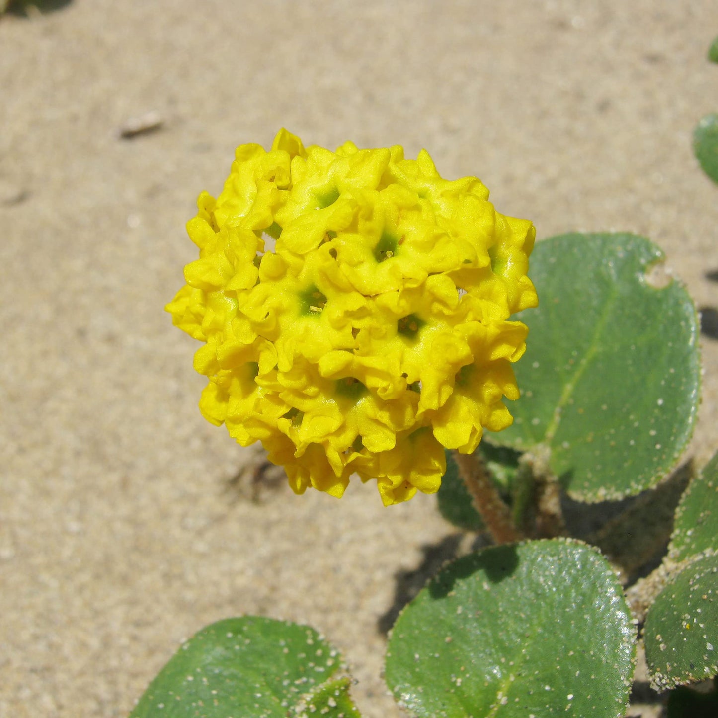 Yellow Sand Verbena Flower Seeds