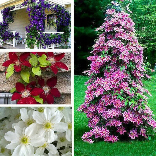 Clematis Mixed Colors Flower Seeds