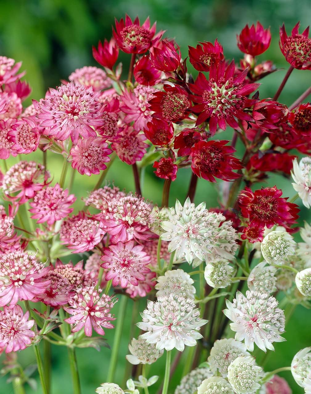 Mixed Astrantia Flower seeds for Planting - Shade Tolerant, Heirloom & GMO Free Seeds for Home Garden
 
 Sale for planting in home garden.