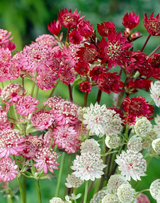 Mixed Astrantia Flower seeds for Planting - Shade Tolerant, Heirloom & GMO Free Seeds for Home Garden
 
 Sale for planting in home garden.