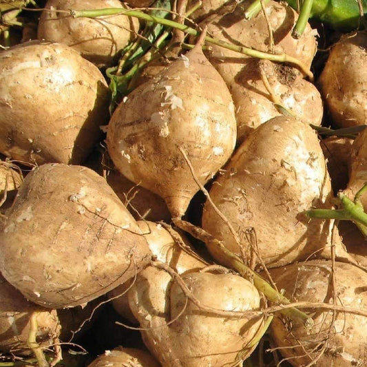 Jicama Vegetable Seeds