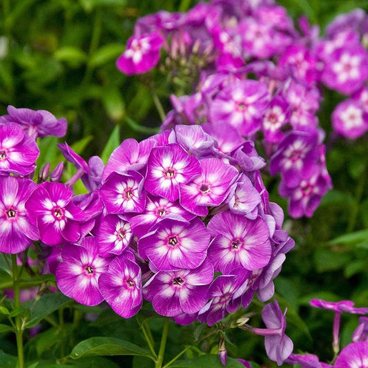Garden Phlox Flower Seeds