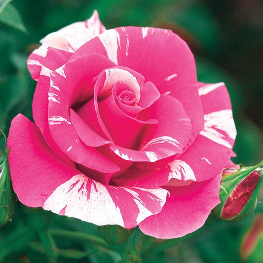 Catavel Pink Climbing Rose Flower Seeds