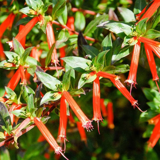 Cuphea Ignea Flower Seeds