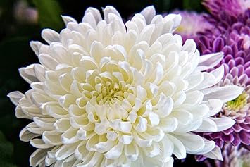 White Chrysanthemum Flower seeds for Planting - Cut Flower Favorite, Heirloom & GMO Free Seeds for Home Garden
 
 Sale for planting in home garden