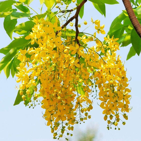 Golden Shower Flower Seeds