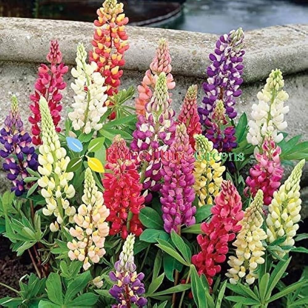 Russell Lupine Flower Seeds